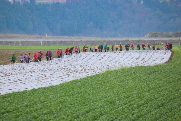 七月农事忙，适宜播种的农耕时节