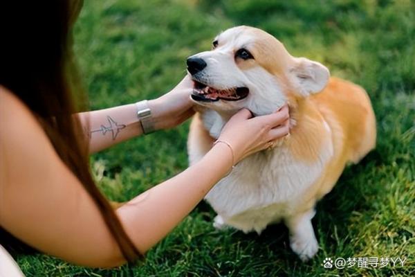 如何改变狗狗的五行格局？实用指南，让你的爱犬焕发新活力