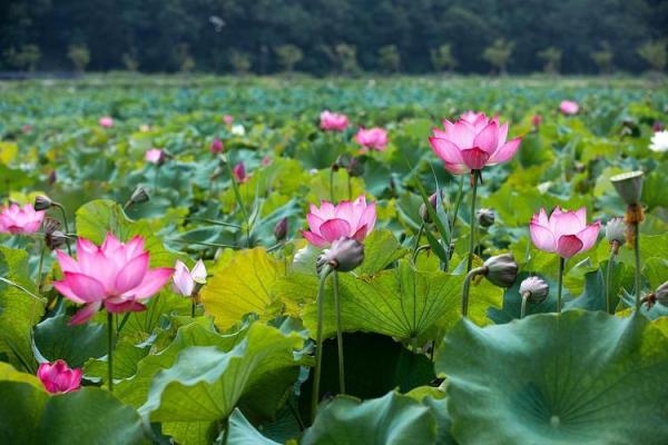 荷花之谜,五行格局揭秘:颠覆传统,性格解析新视角 荷花之谜,五行格局揭秘:颠覆传统,性格解析新视角