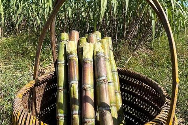 回民节日如何传承古老的天文与农耕智慧