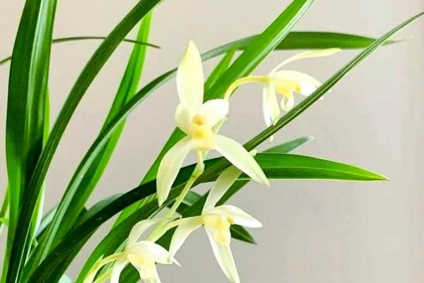 兰花五行格局大揭秘：你的性格误区在哪里？