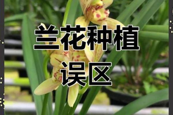 兰花五行格局大揭秘：你的性格误区在哪里？