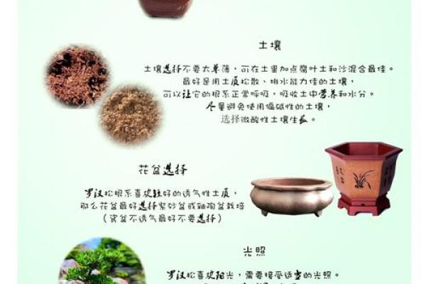 性格解析:松树五行属性揭示你的独特魅力 性格解析:松树五行属性揭示你的独特魅力