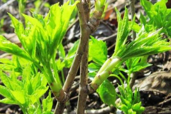 守护山林与养生:景颇族独特的节庆习俗 守护山林与养生:景颇族独特的节庆习俗