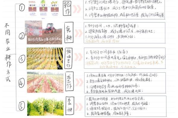 秋季农耕：深入了解秋季收获的农田劳作与传统