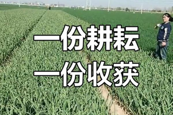 秋季农耕：深入了解秋季收获的农田劳作与传统