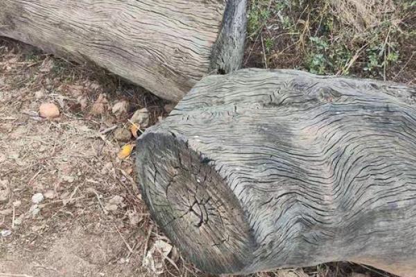 楠木五行属木，你的性格有何独特之处？