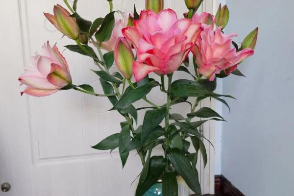 生日送百合花，象征纯洁与祝福