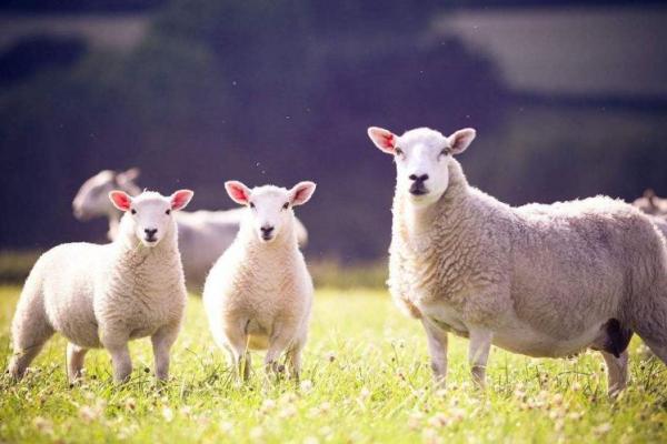 马克龙八字揭秘:误区与真相,如何改变自己的命运 马克龙八字揭秘:误区与真相,如何改变自己的命运