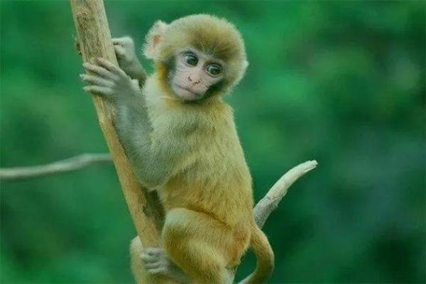 五行格局中的申猴：揭秘性格特点，教你如何逆势而为