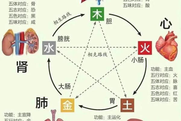 六腑五行格局:如何根据性格调整生活,提升幸福感? 六腑五行格局:如何根据性格调整生活,提升幸福感?
