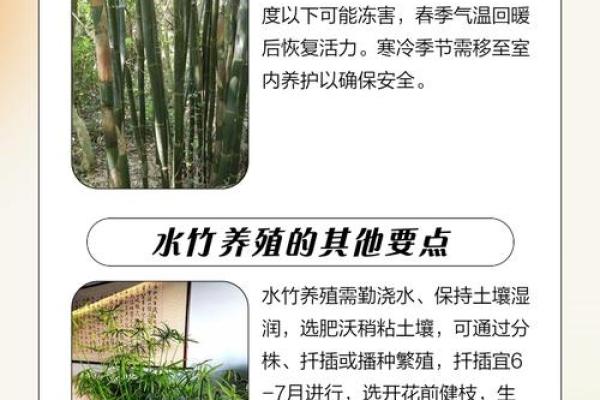 竹子五行属性大揭秘:反而揭示你的真实性格,告别误解 竹子五行属性大揭秘:反而揭示你的真实性格,告别误解
