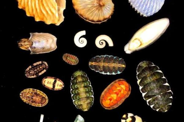 贝壳五行属什么？揭秘你的性格密码，颠覆传统认知