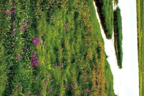 古尔邦节养生之道:如何在节庆中保持健康 古尔邦节养生之道:如何在节庆中保持健康