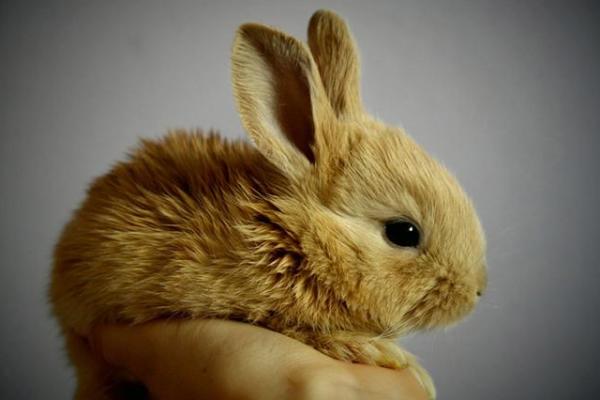 如何改变命运：鼠兔相刑不等于不幸，背后隐藏着什么？