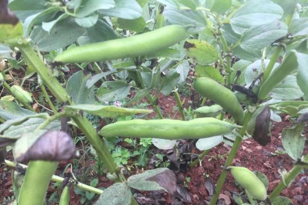 愚人节与农耕传统：如何在田野间留下幽默的痕迹