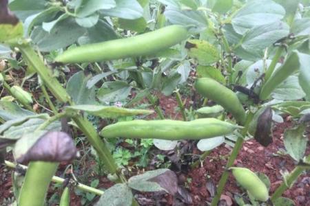 愚人节与农耕传统：如何在田野间留下幽默的痕迹